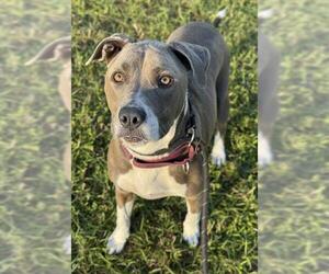 American Staffordshire Terrier Dogs for adoption in Fort Lauderdale, FL, USA