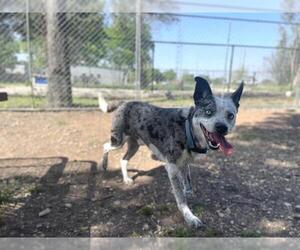 Australian Shepherd-Unknown Mix Dogs for adoption in Waco, TX, USA