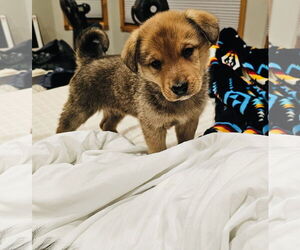 Shepradors Dogs for adoption in Princeton, MN, USA