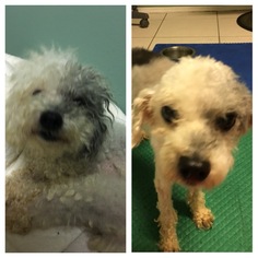 Poodle (Toy) Dogs for adoption in Brooksville, FL, USA