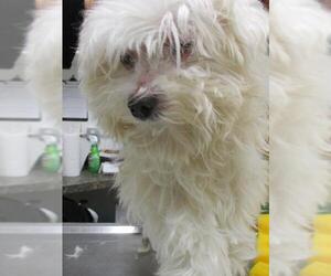 Maltese Dogs for adoption in Starke, FL, USA