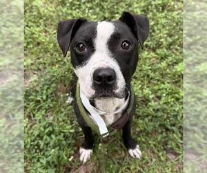 Boston Terrier-Unknown Mix Dogs for adoption in Fort Lauderdale, FL, USA