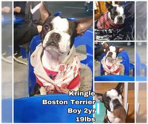 Boston Terrier Dogs for adoption in Seattle, WA, USA