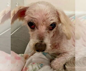 Maltese-Unknown Mix Dogs for adoption in Middlesex, NC, USA