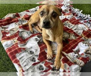 Chihuahua Dogs for adoption in Corona, CA, USA