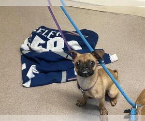 Pug-Unknown Mix Dogs for adoption in Pasadena, CA, USA