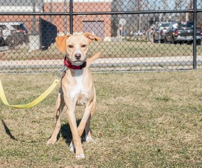 Labbe Dogs for adoption in Bridgewater, NJ, USA