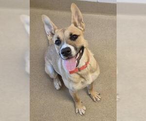 German Shepherd Dog-Unknown Mix Dogs for adoption in Decatur, IL, USA