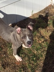 American Pit Bull Terrier Dogs for adoption in Rincon, GA, USA