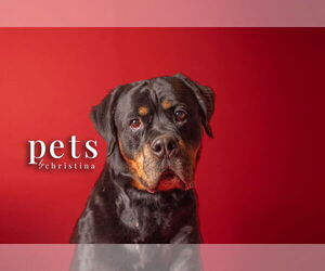 Rottweiler Dogs for adoption in Foristell, MO, USA