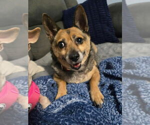 Chihuahua-Unknown Mix Dogs for adoption in Aurora, IN, USA