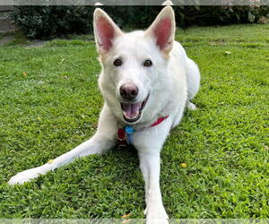 - Mix Dogs for adoption in Hoffman Estates, IL, USA