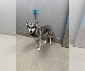 Siberian Husky-Unknown Mix Dogs for adoption in Las Vegas, NV, USA