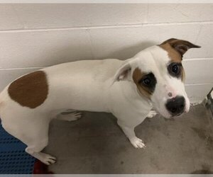 Pointer-Unknown Mix Dogs for adoption in Olathe, KS, USA