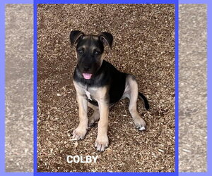 Mutt Dogs for adoption in Granbury, TX, USA