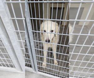 Great Pyrenees-Unknown Mix Dogs for adoption in Texas City, TX, USA