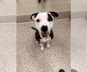 American Pit Bull Terrier-Unknown Mix Dogs for adoption in Brighton, CO, USA