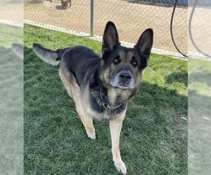 German Shepherd Dog Dogs for adoption in Bakersfield, CA, USA