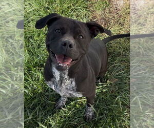 American Pit Bull Terrier-Unknown Mix Dogs for adoption in Sistersville, WV, USA