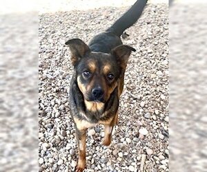 Mutt Dogs for adoption in Pampa, TX, USA