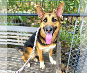 Australian Shepherd-German Shepherd Dog Mix Dogs for adoption in Long Beach, CA, USA
