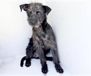 Miniature Schnauzer-Unknown Mix Dogs for adoption in Houston, TX, USA