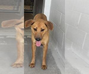 Carolina Dog-Unknown Mix Dogs for adoption in Rosenberg, TX, USA