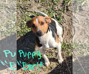 Jack Russell Terrier-Unknown Mix Dogs for adoption in Princeton, MN, USA