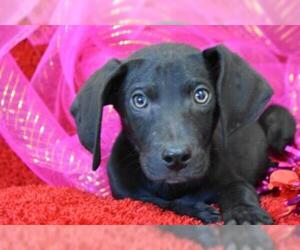 Weimaraner Dogs for adoption in Eureka, CA, USA