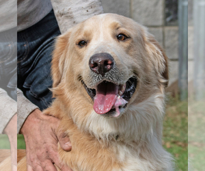 Golden Retriever Dogs for adoption in Rowlett, TX, USA