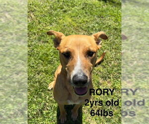 Medium Photo #1 Mutt Puppy For Sale in Woodbury, NY, USA