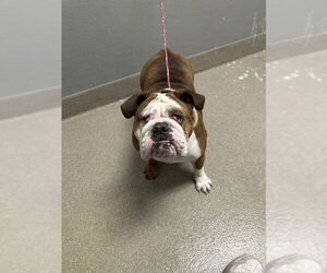 Bulldog-Unknown Mix Dogs for adoption in Las Vegas, NV, USA