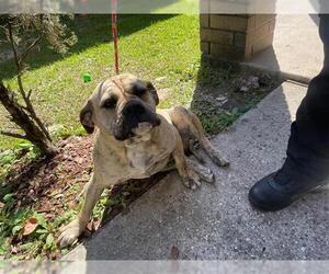 Bulldog-Unknown Mix Dogs for adoption in Houston, TX, USA