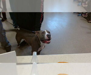 Mutt Dogs for adoption in Louisville, KY, USA