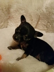 Medium Photo #1 Chihuahua-Unknown Mix Puppy For Sale in Yreka, CA, USA
