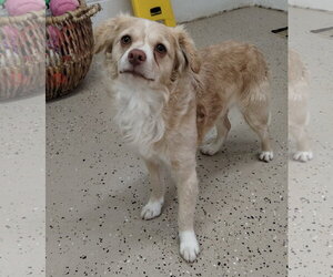 Chihuahua-Unknown Mix Dogs for adoption in York, SC, USA