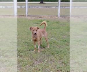Golden Retriever-Unknown Mix Dogs for adoption in Smithfield, NC, USA