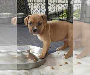American Pit Bull Terrier-Bulldog Mix Dogs for adoption in Raleigh, NC, USA