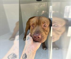 American Pit Bull Terrier-Unknown Mix Dogs for adoption in Houston, TX, USA