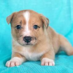 Border Collie Dogs for adoption in Fredericksburg, TX, USA
