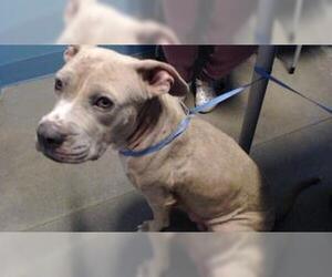 American Pit Bull Terrier-Unknown Mix Dogs for adoption in Houston, TX, USA
