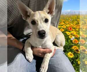 Chihuahua Dogs for adoption in Menifee, CA, USA