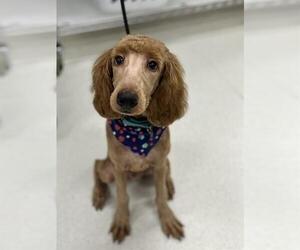 Labradoodle Dogs for adoption in Center Township, PA, USA
