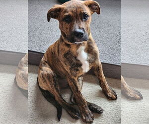 American Pit Bull Terrier-Unknown Mix Dogs for adoption in Germantown, OH, USA