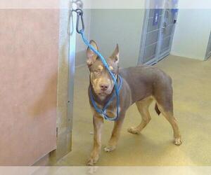 American Pit Bull Terrier-Unknown Mix Dogs for adoption in Sacramento, CA, USA