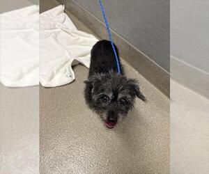 Mutt Dogs for adoption in Las Vegas, NV, USA