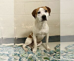 Mutt Dogs for adoption in Glen Allen, VA, USA