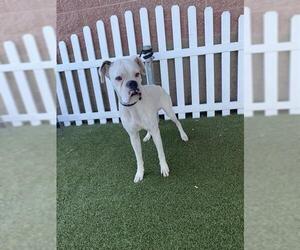 Boxer Dogs for adoption in Modesto, CA, USA