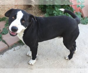 American Pit Bull Terrier-Border Collie Mix Dogs for adoption in San Diego, CA, USA