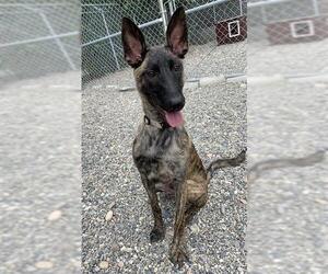 Dutch Shepherd -Unknown Mix Dogs for adoption in Fairbanks, AK, USA